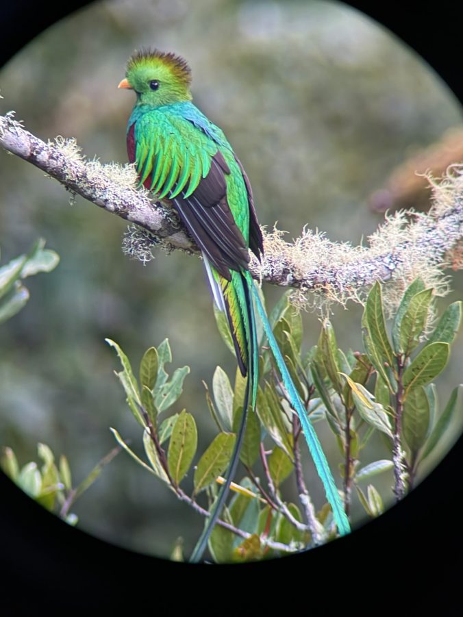 Quetzal :: By Trogón Lodge :: Costa Rica