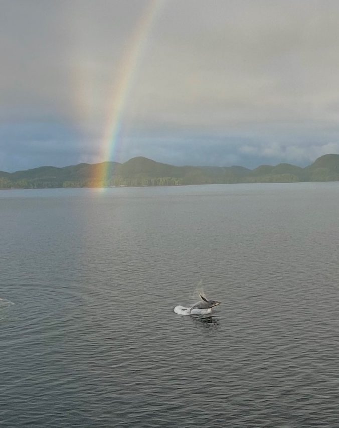 Wale mögen auch den Regenbogen